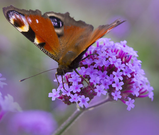Lila Blüten mit einem Schmetterling - die TRAVE fördert die Artenvielfalt durch Insektenwiesen.